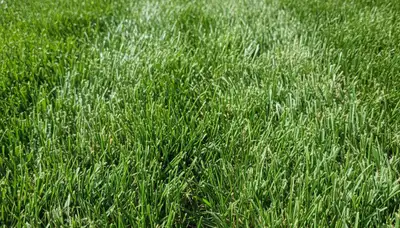 Close-up of freshly mowed grass showcasing precise lawn care by Chop Chop Landscaping in Cleveland, OH