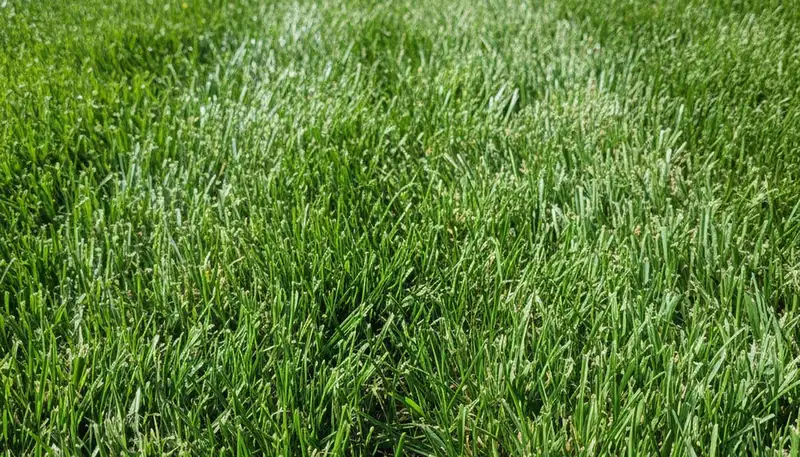 Close-up of freshly mowed grass showcasing precise lawn care by Chop Chop Landscaping in Cleveland, OH
